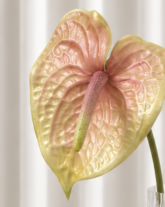 Anthurium - Gul