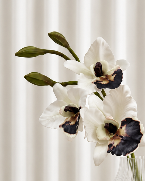 Cymbidium Orkidé Hybrid - Hvid