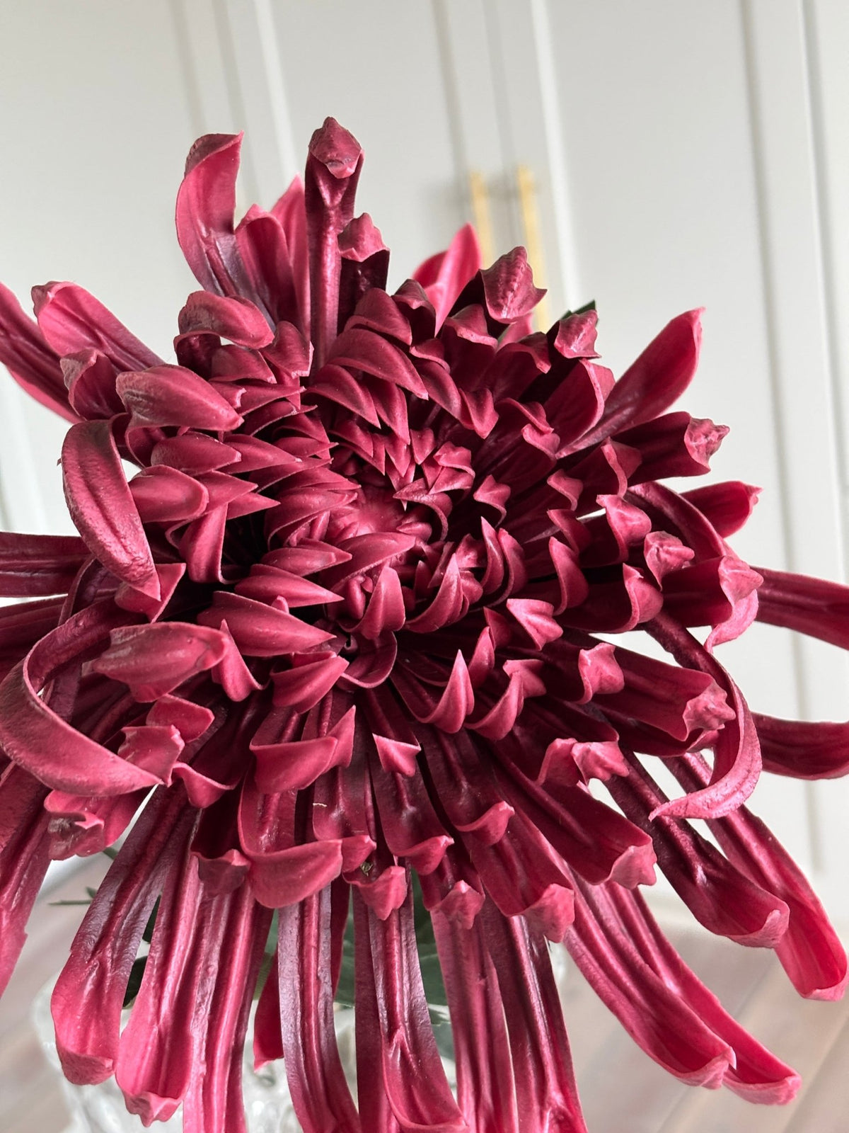 Chrysanthemum Stor - Burgundy - Rare Copenhagen