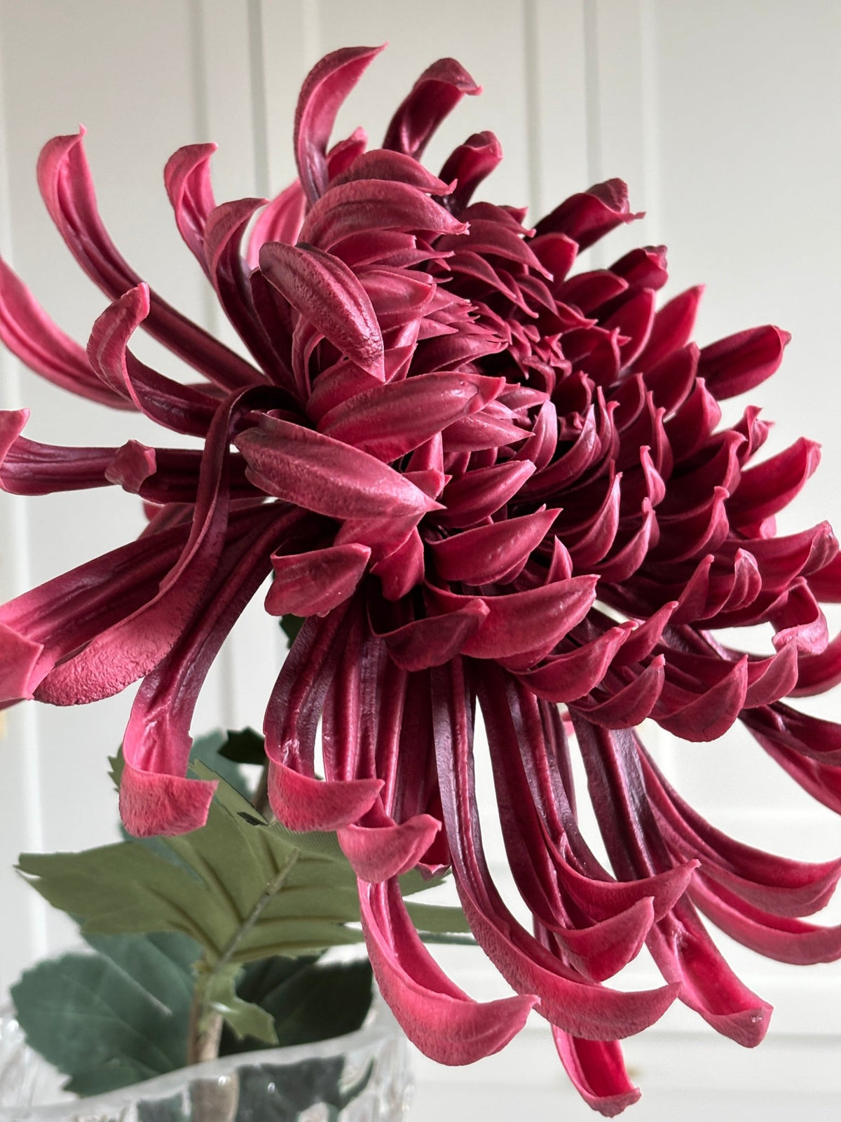 Chrysanthemum Stor - Burgundy - Rare Copenhagen