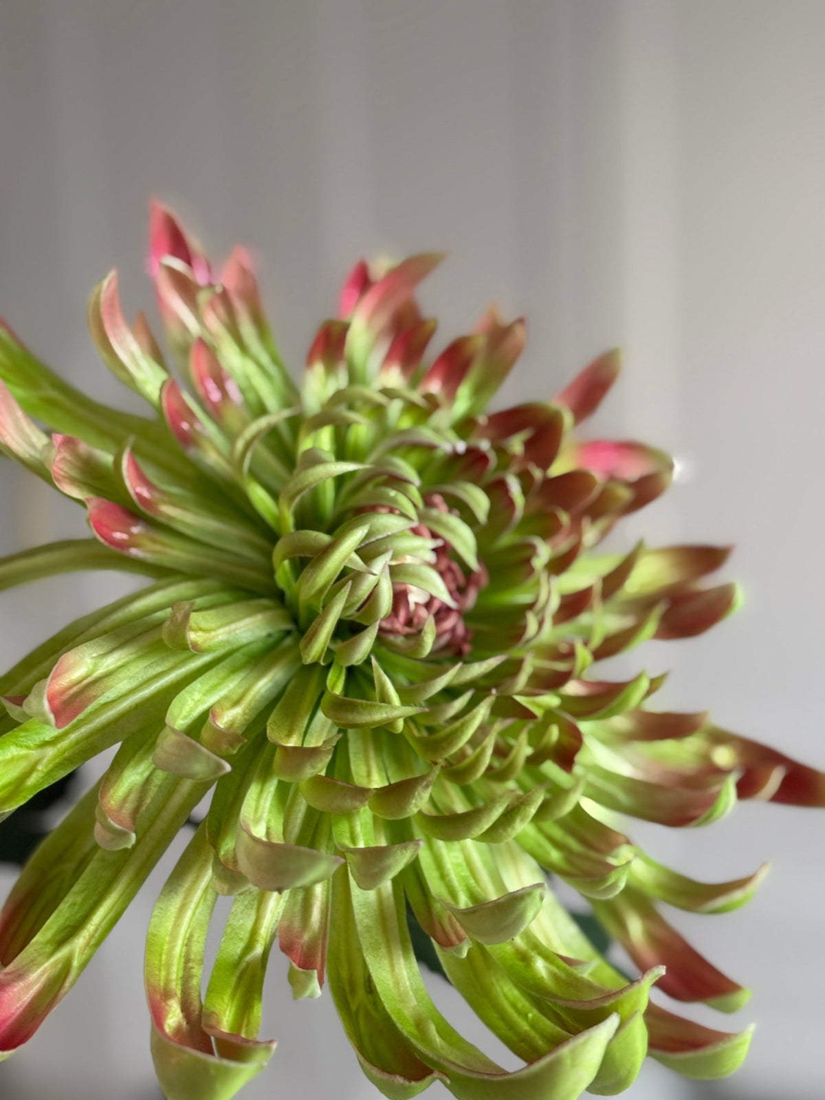 Chrysanthemum Stor - Grøn/Rød - Rare Copenhagen