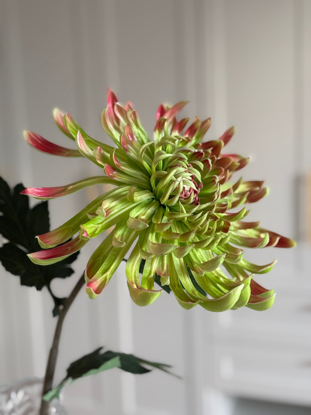 Chrysanthemum Stor - Grøn/Rød - Rare Copenhagen