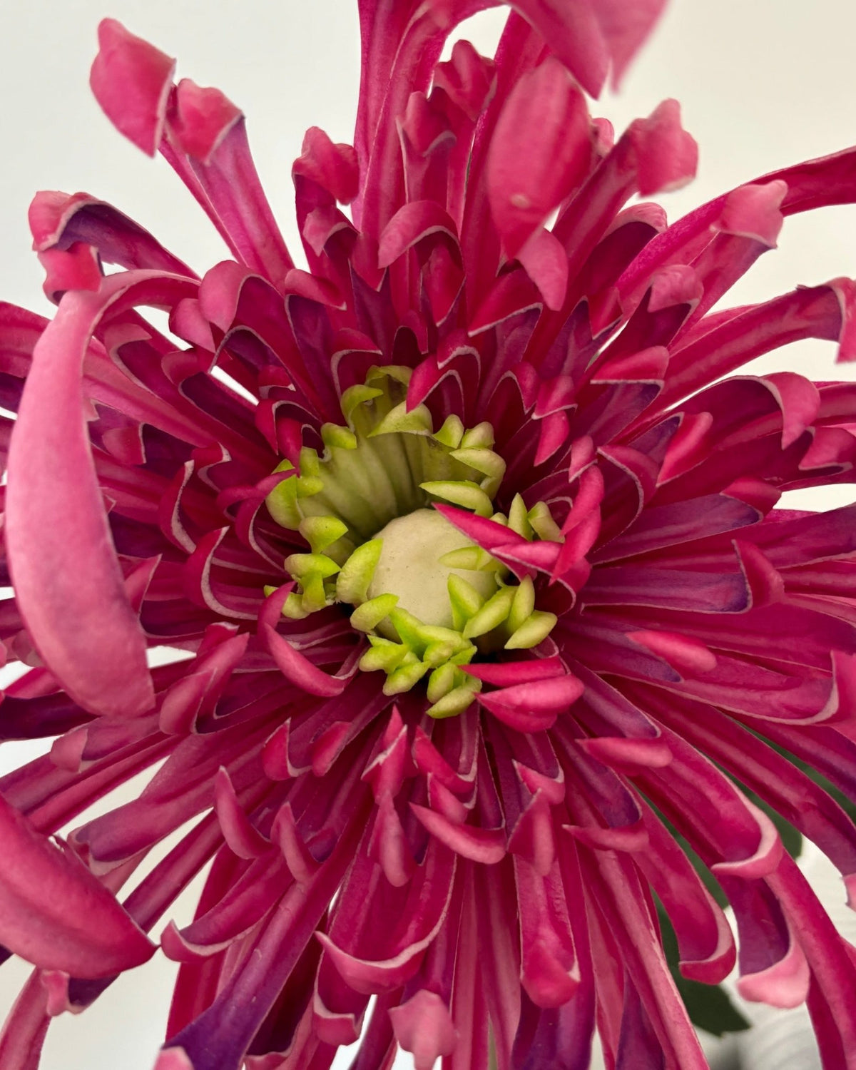 Chrysanthemum Stor - Pink - Rare Copenhagen