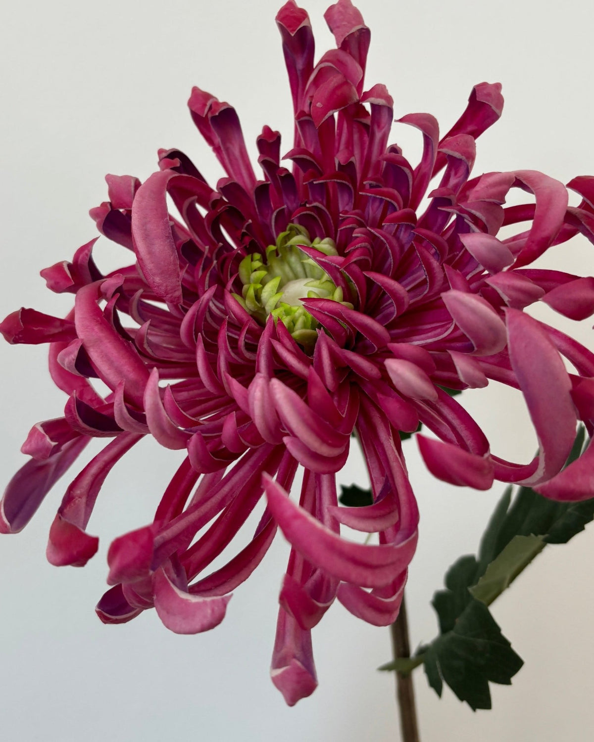Chrysanthemum Stor - Pink - Rare Copenhagen