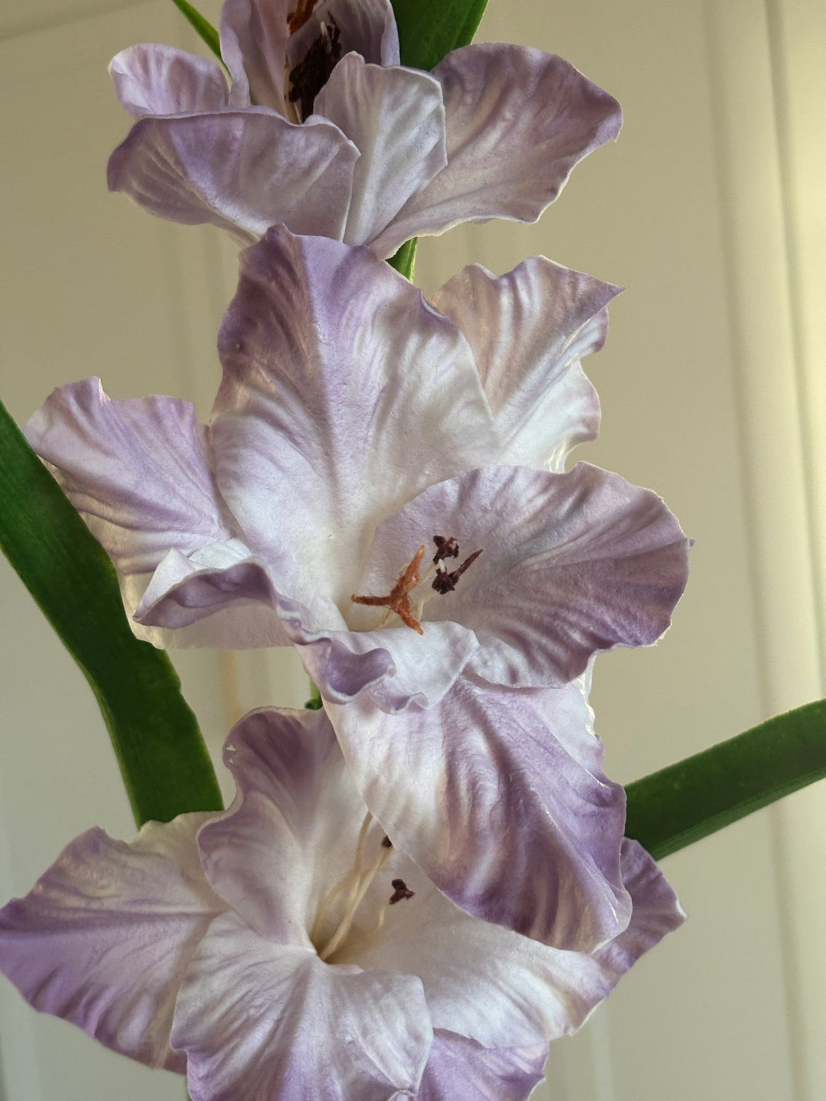 Gladiolus - Lilla - Rare Copenhagen