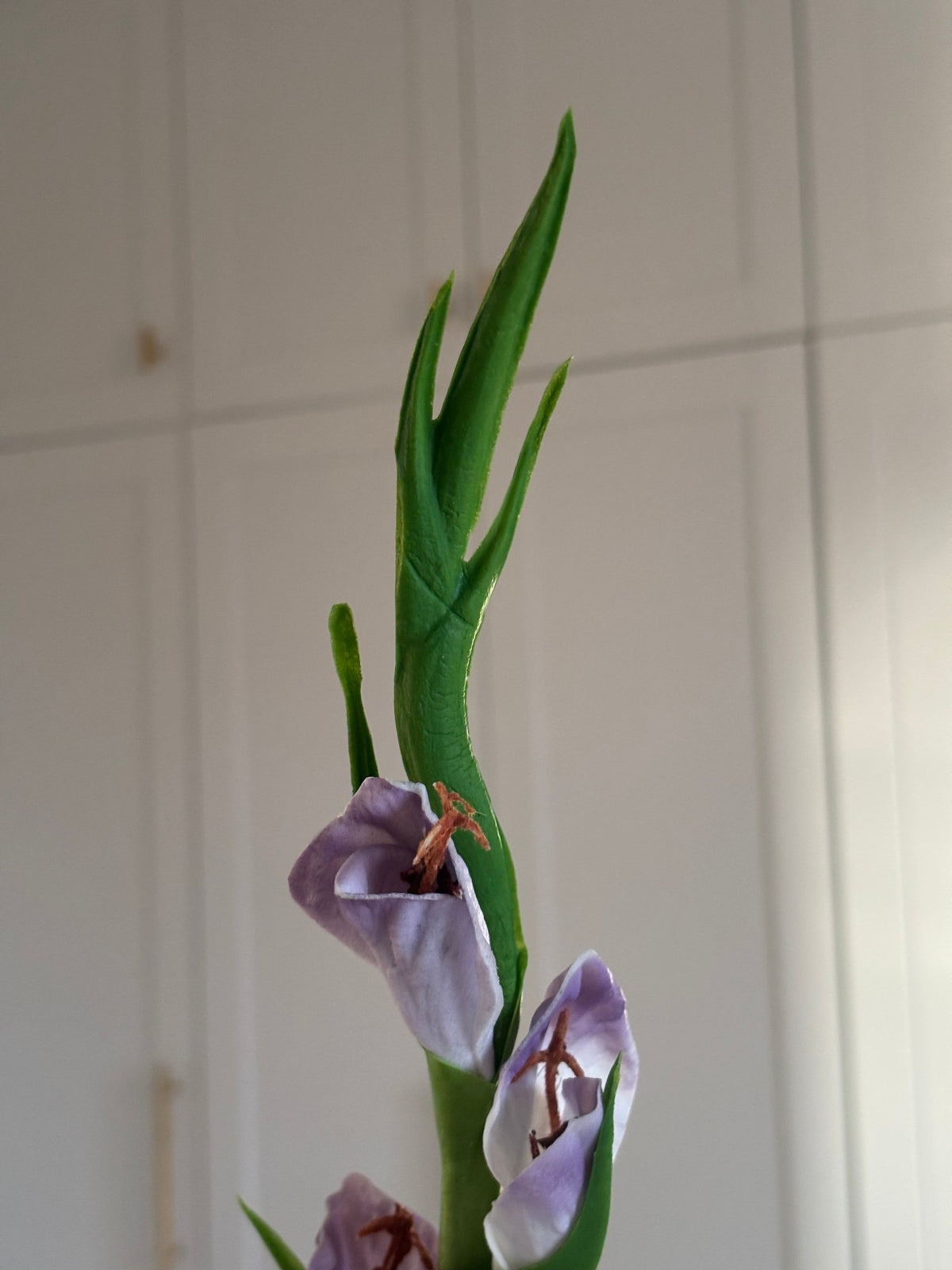 Gladiolus - Lilla - Rare Copenhagen