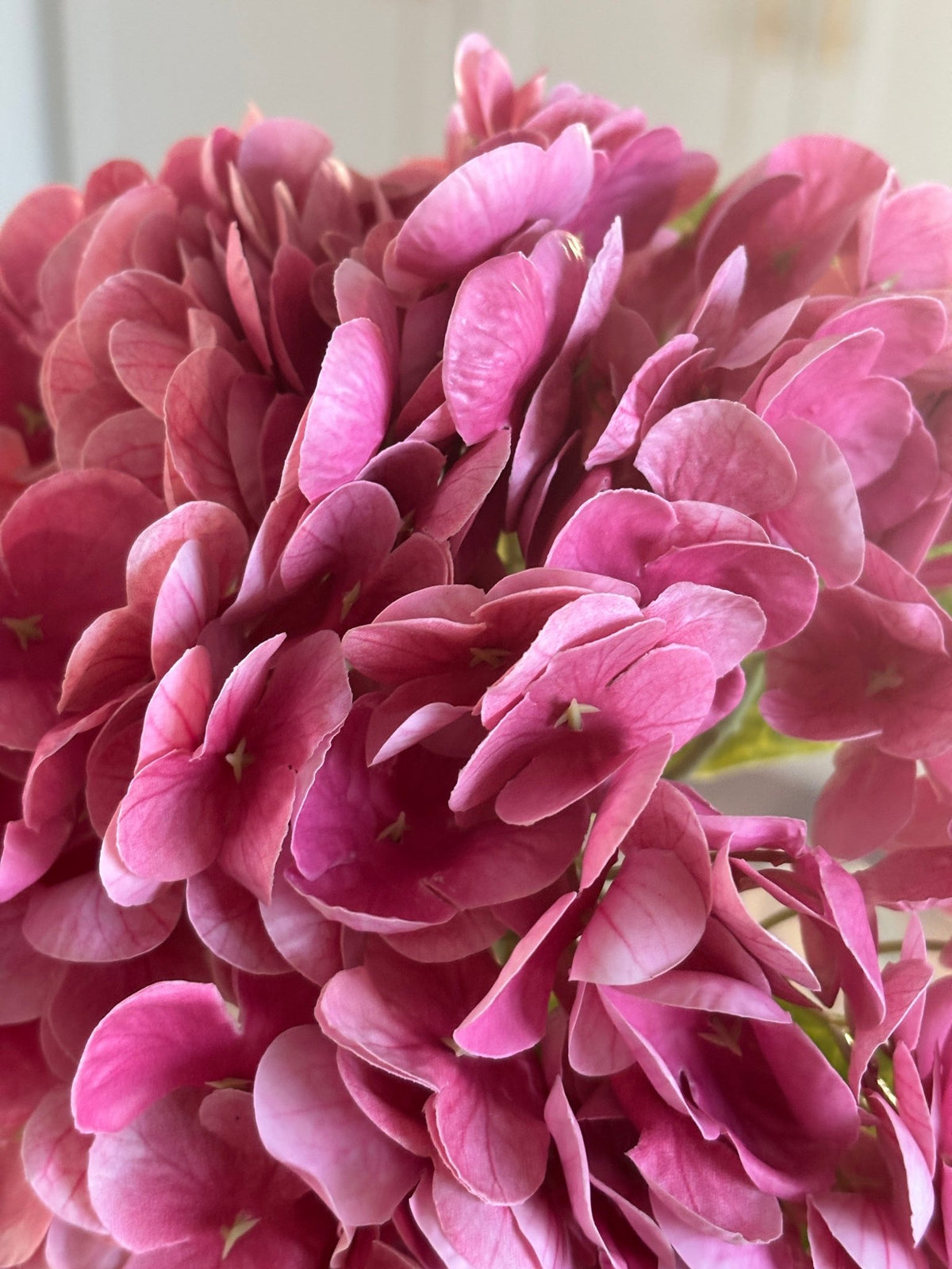 Hortensia - Fuchsia - Rare Copenhagen
