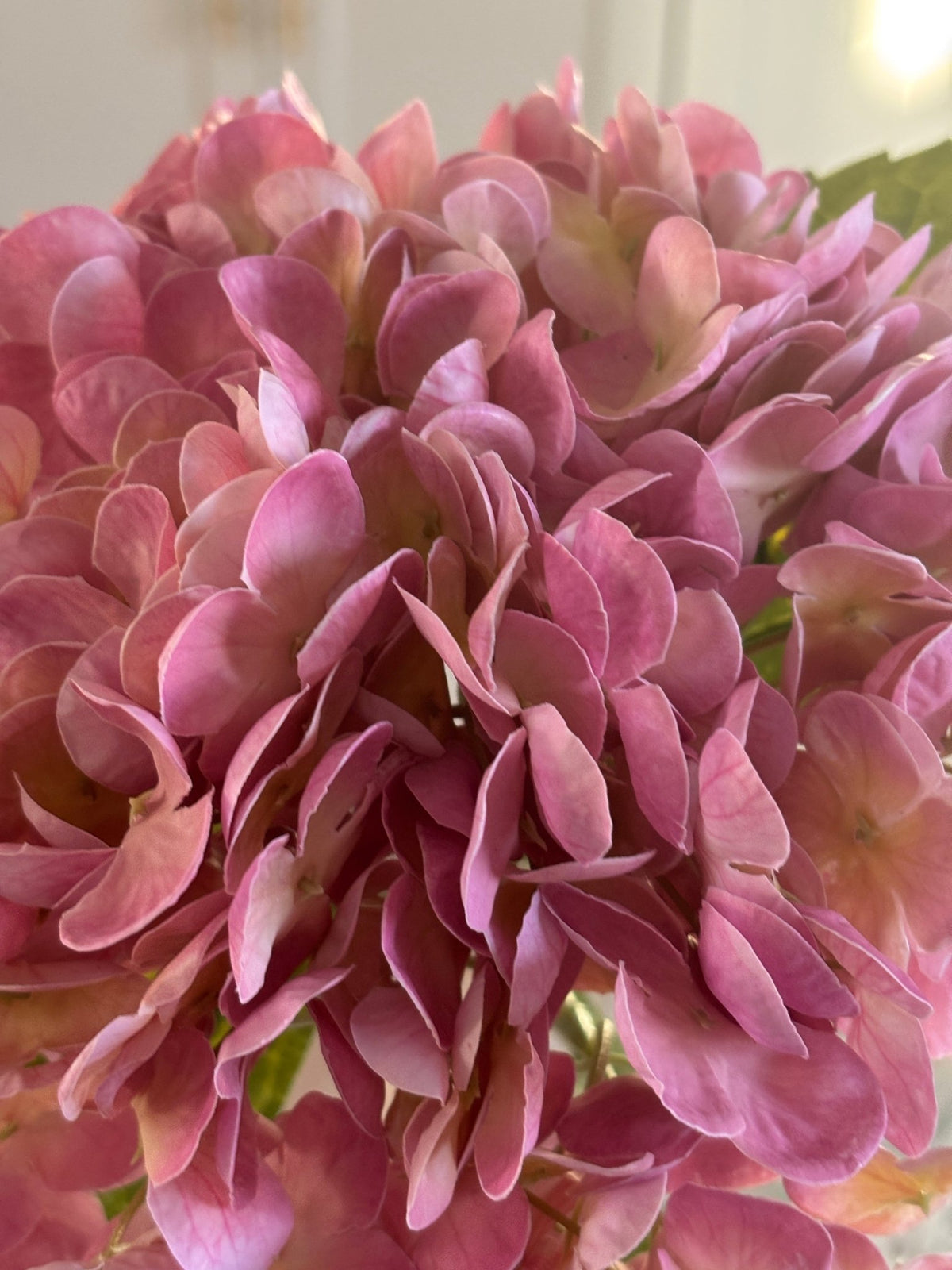 Hortensia - Lyserød/gul - Rare Copenhagen