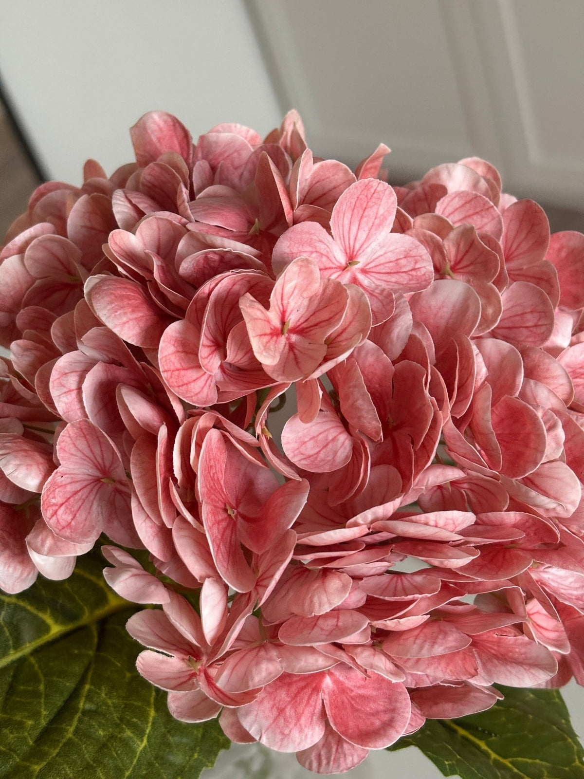 Hortensia - Peach - Rare Copenhagen