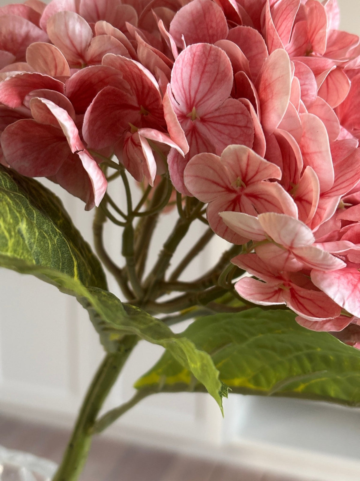 Hortensia - Peach - Rare Copenhagen