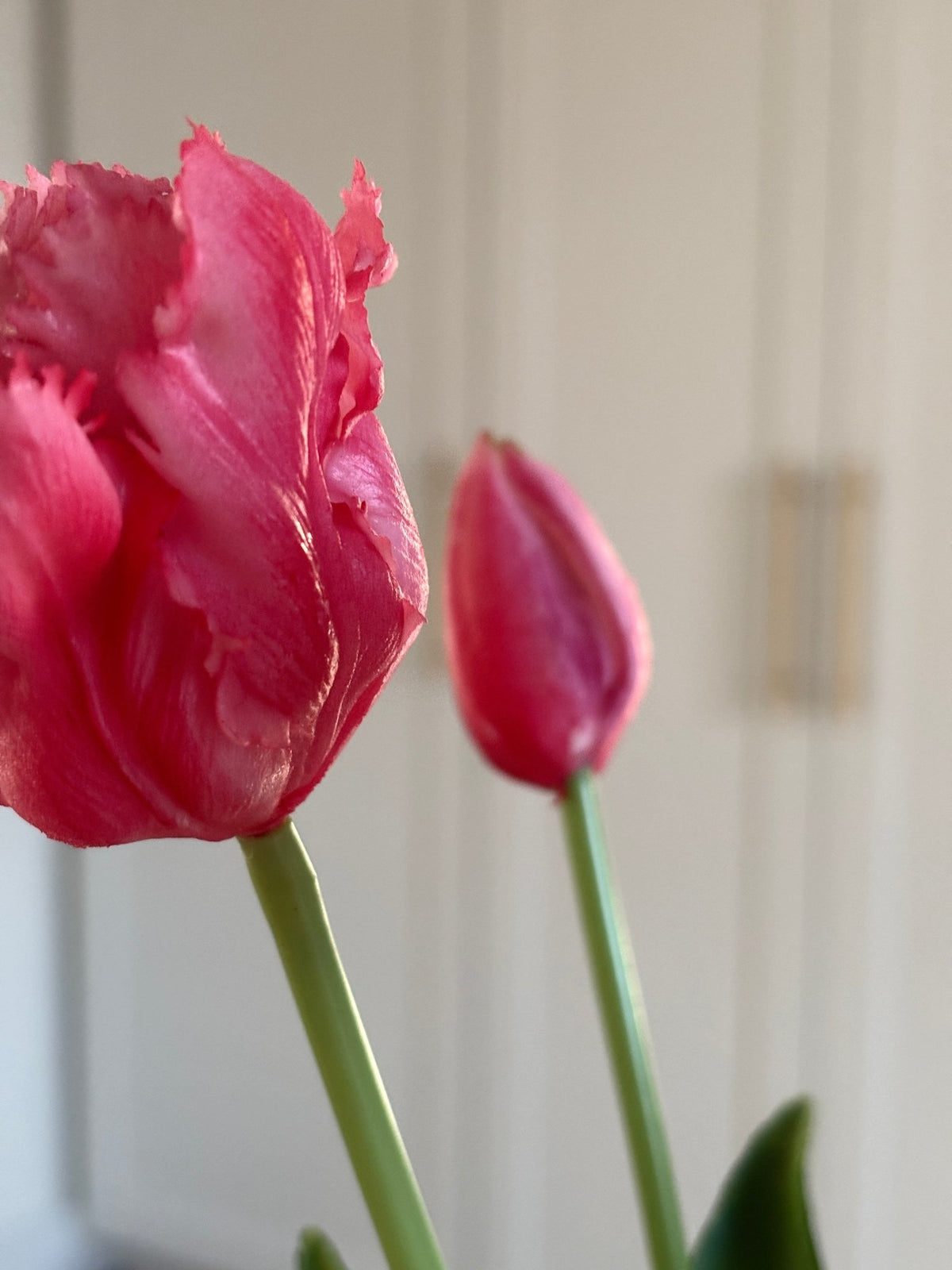Papegøje Tulipaner - Pink - Rare Copenhagen