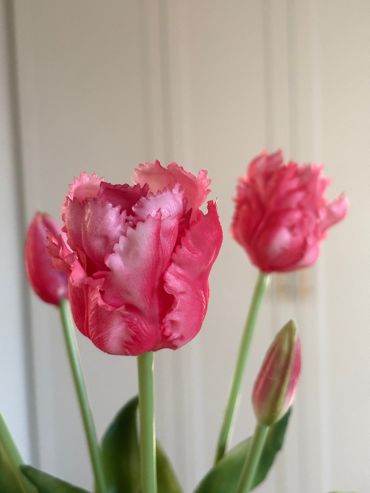 Papegøje Tulipaner - Pink - Rare Copenhagen