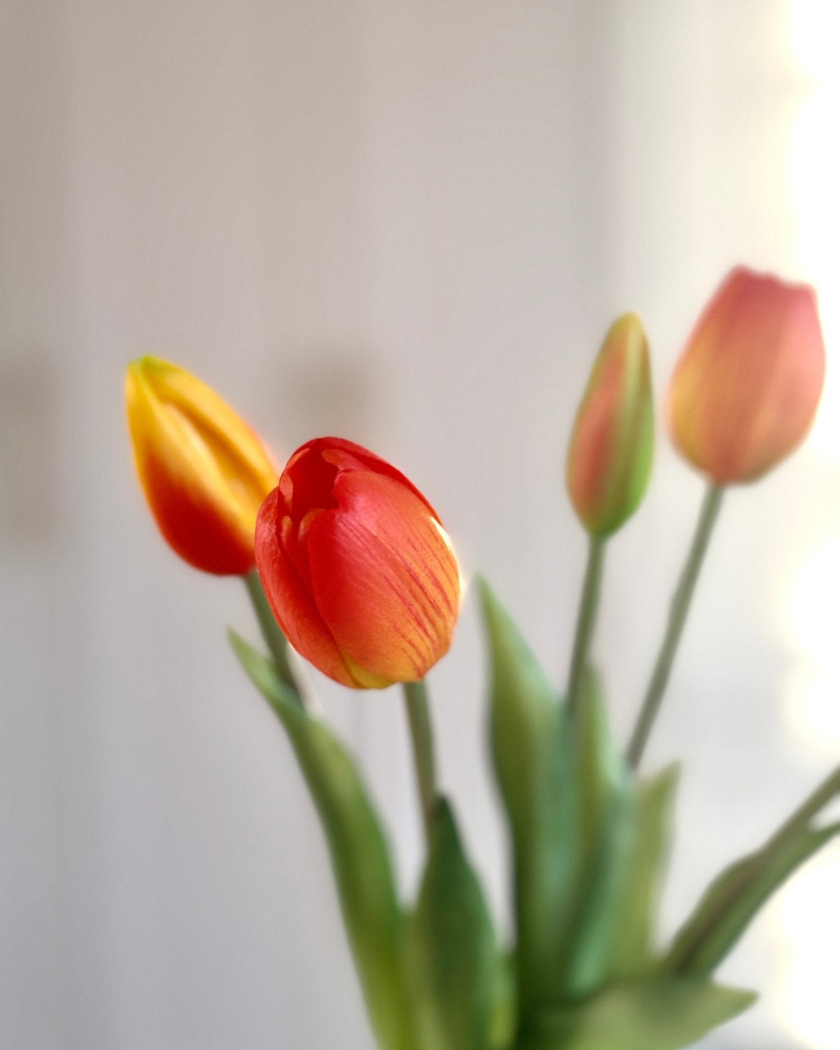 Tulipaner - Orange - Rare Copenhagen
