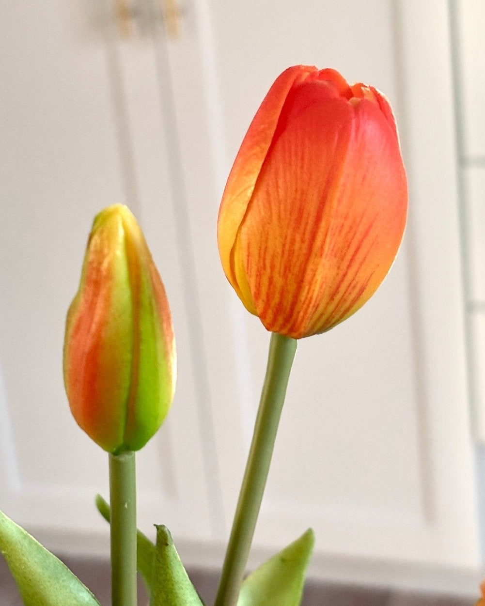 Tulipaner - Orange - Rare Copenhagen
